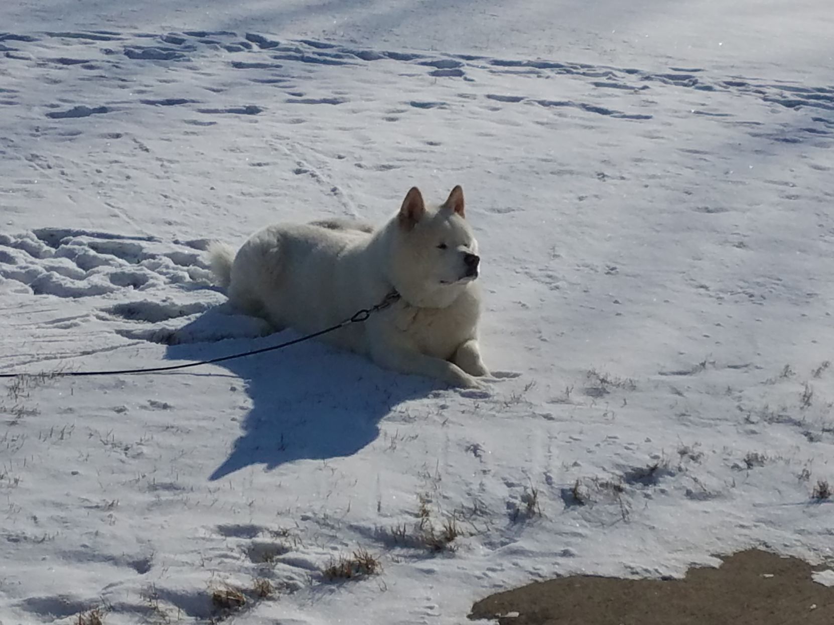 The Times Cutest Pets of Winter 2018